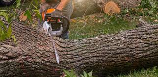 How Our Tree Care Process Works  in  Woodfield, SC