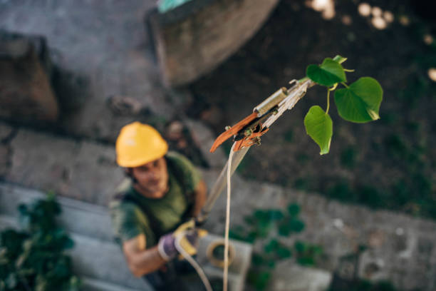 Best Tree Risk Assessment  in Woodfield, SC