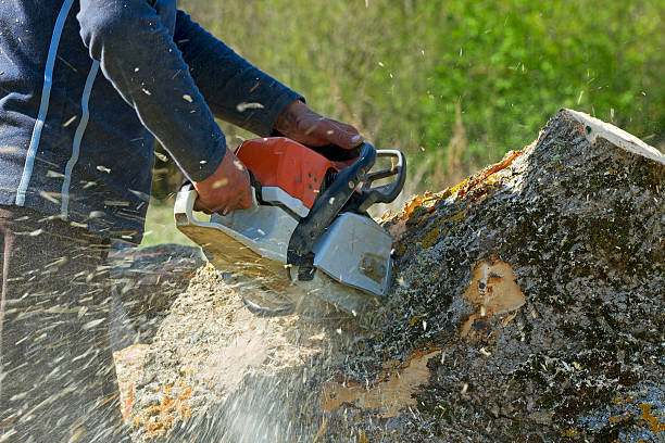 Best Palm Tree Trimming  in Woodfield, SC