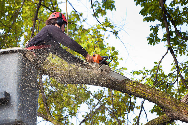 Best Tree Trimming and Pruning  in Woodfield, SC